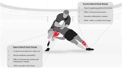 Quantifying Fatigue in the <mark class="highlighted">Rugby</mark> Codes: The Interplay Between Collision Characteristics and Neuromuscular Performance, Biochemical Measures, and Self-Reported Assessments of Fatigue